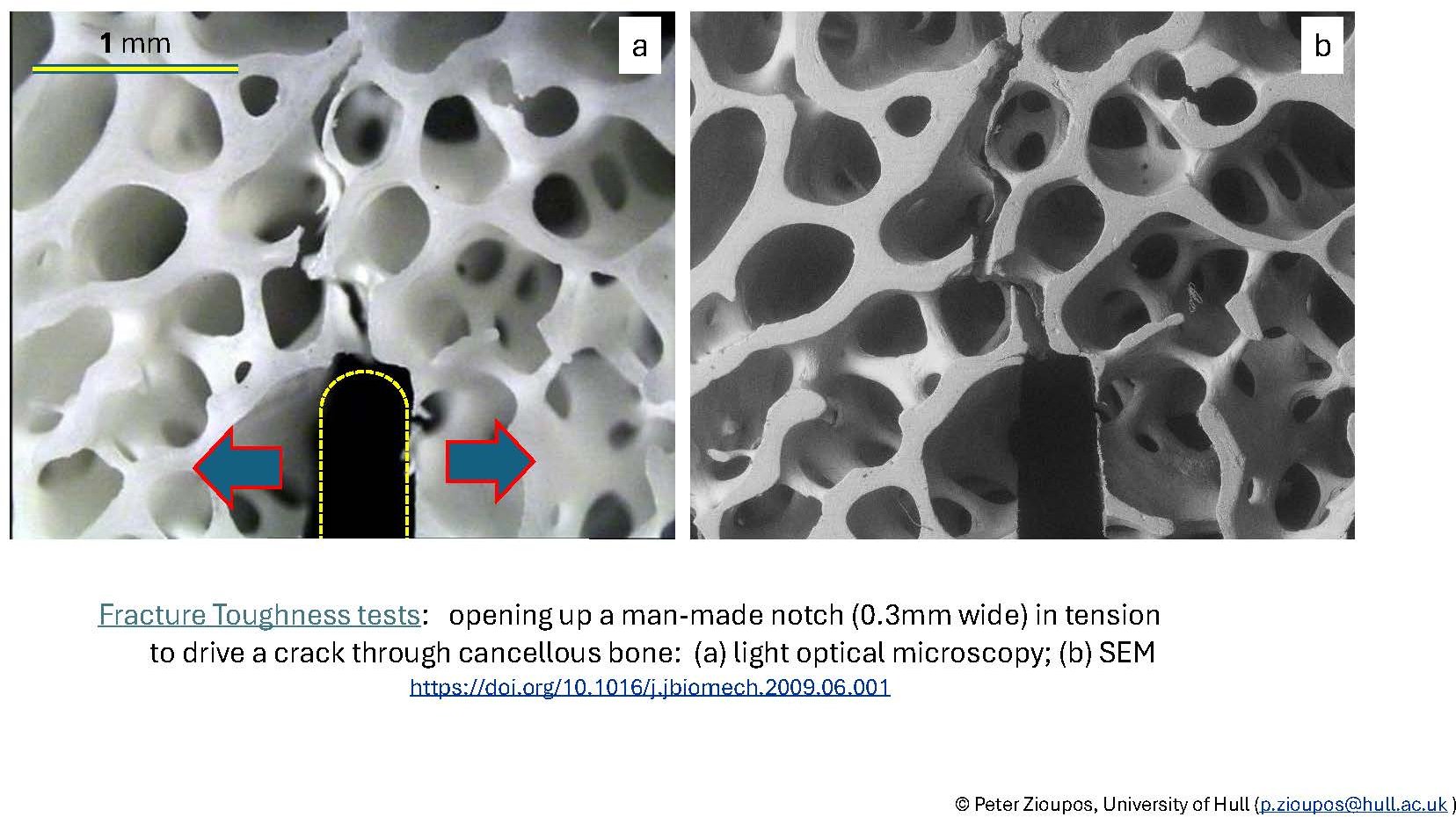 Micrographs of cracks driven through cancellous bone #1