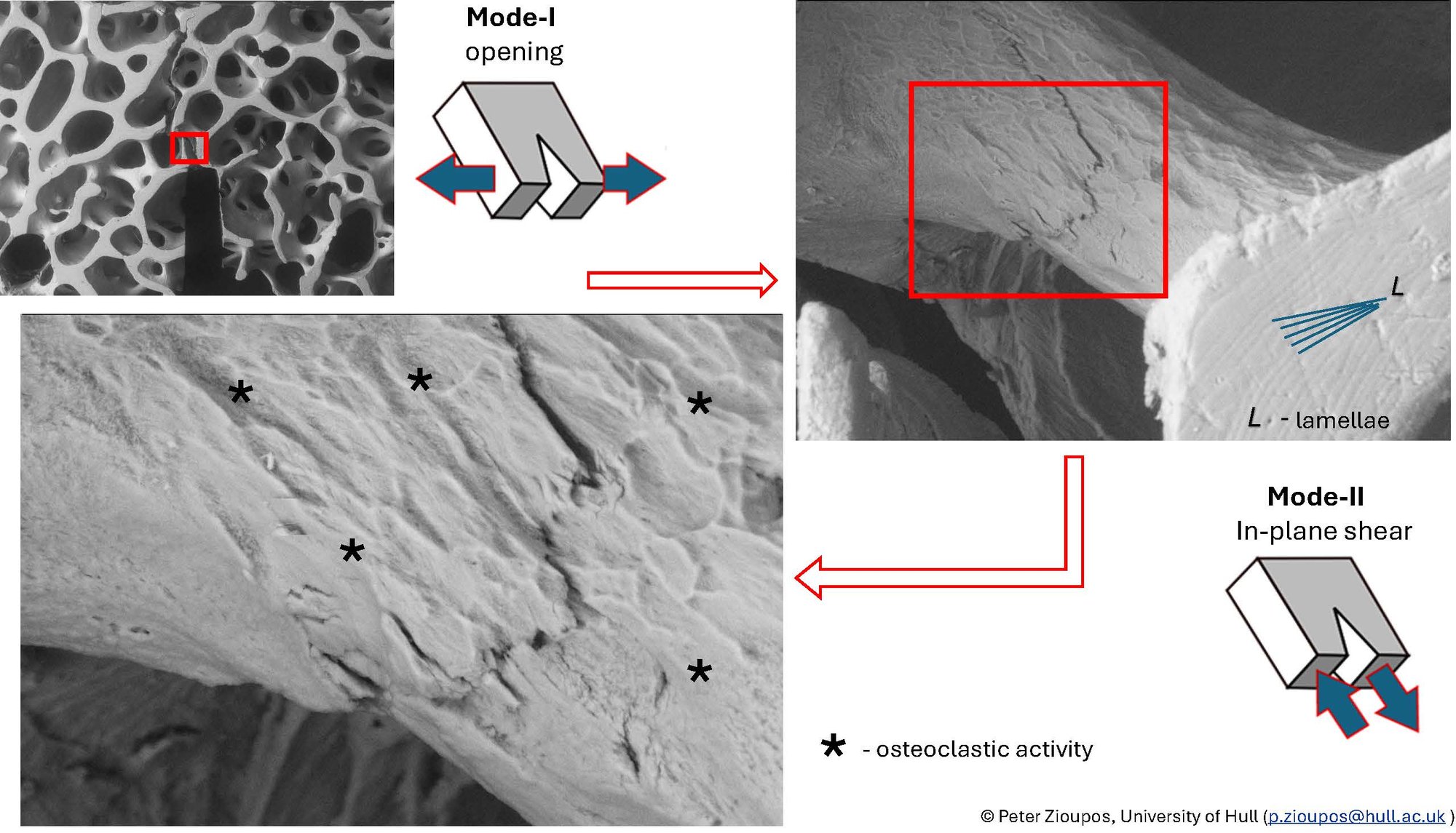 Micrographs of cracks driven through cancellous bone #2