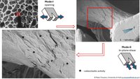 Micrographs of cracks driven through cancellous bone #2