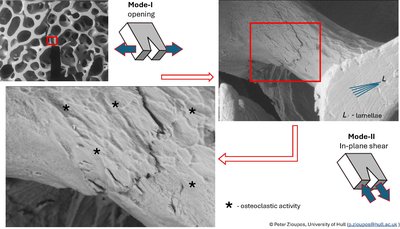 Micrographs of cracks driven through cancellous bone #2