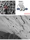 Micrographs of cracks driven through cancellous bone #2