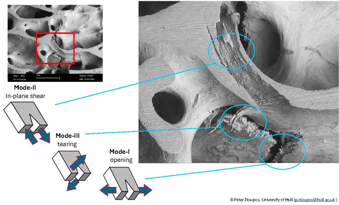 Micrographs of cracks driven through cancellous bone #3