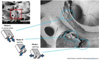 Micrographs of cracks driven through cancellous bone #3