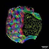 BRS Imaging Competition 2021 Winner