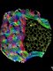 BRS Imaging Competition 2021 Winner