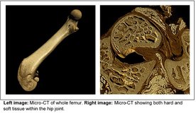 Origins of Bone and Cartilage Disease Initiative